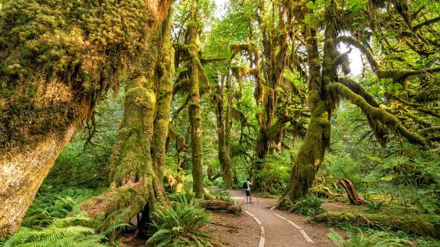 Olympic National Park, Washington, USA