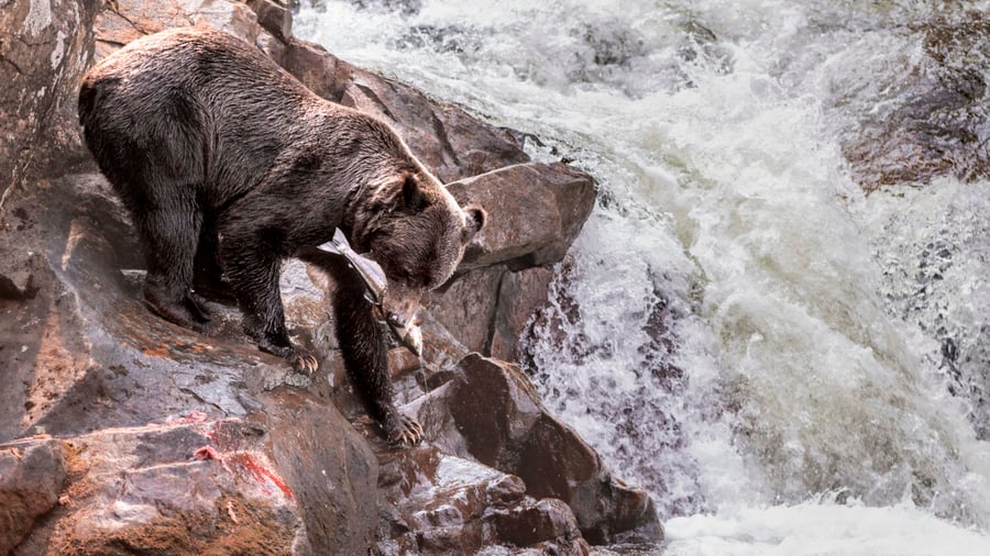 Bjørnesafari fra Sailcone's Grizzly Bear Lodge