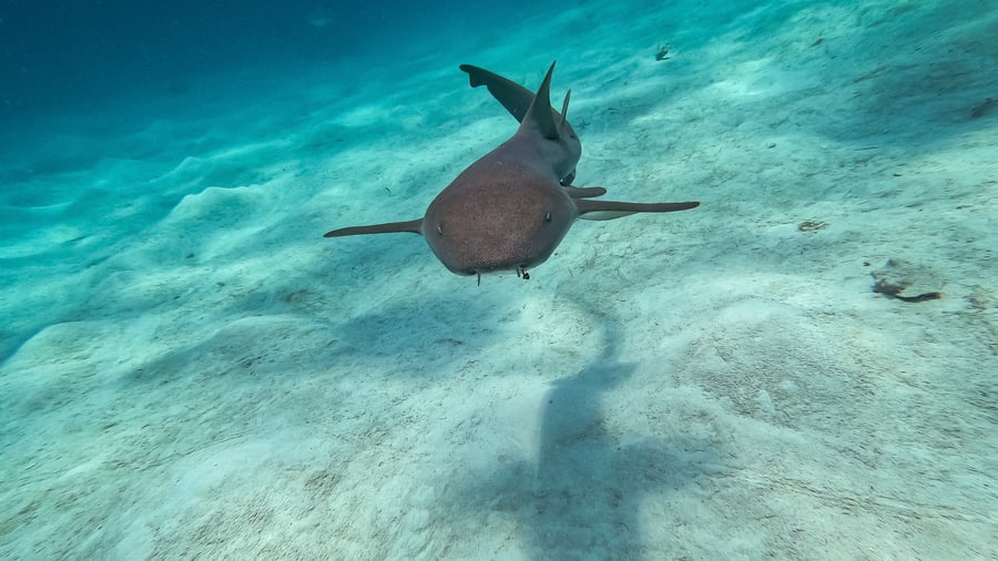 Dyk med nurse sharks i Mexiko.