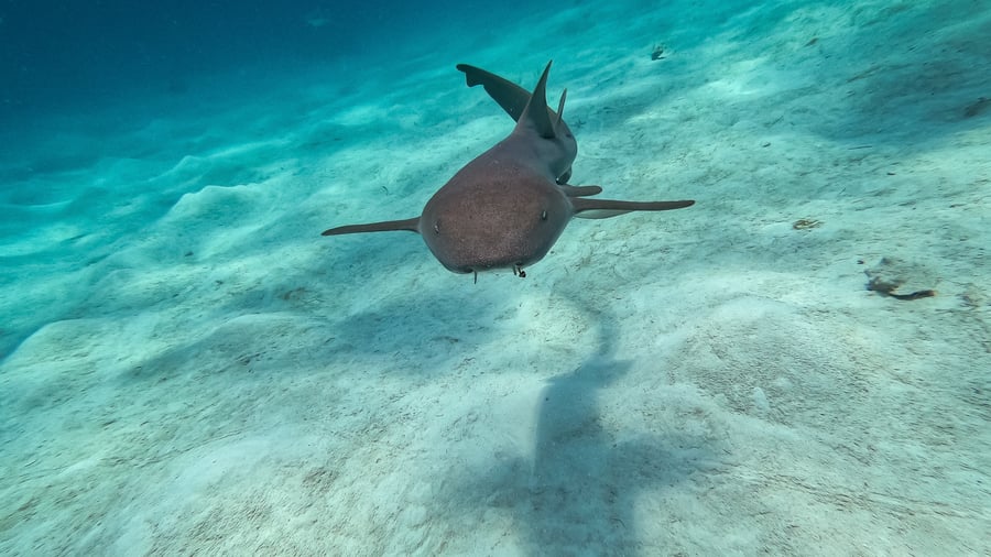 Dive with nurse sharks in Mexico