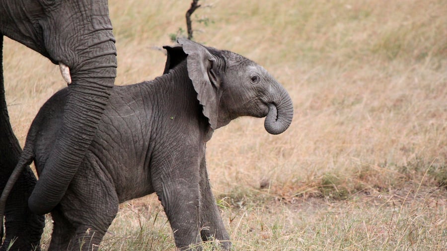 Game drive i Mara Naboisho Conservancy