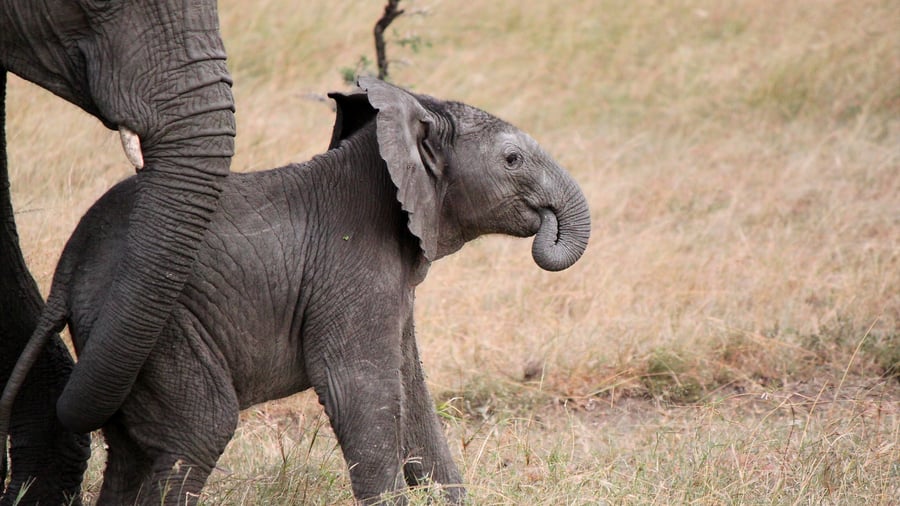 Game drive i Mara Naboisho Conservancy