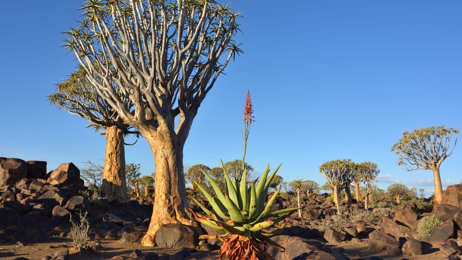 Quiver Tree Forest i Namibia