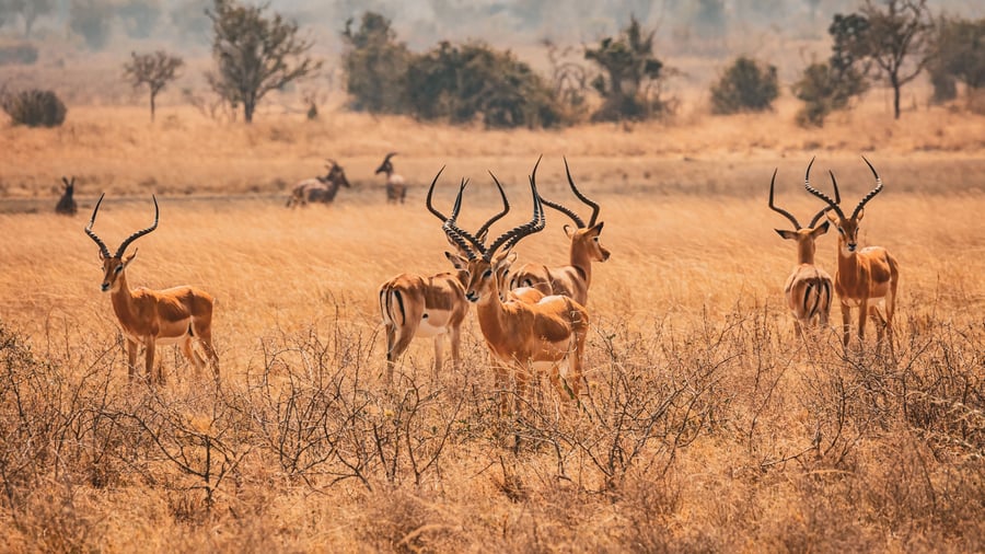 Impalaer i Akagera National Park