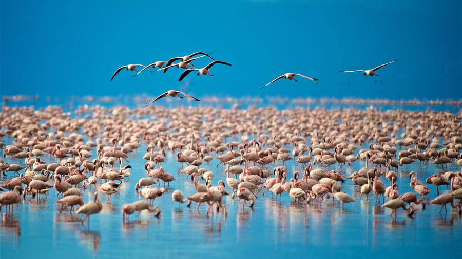 Flamingoer samles ved bredden af Lake Manyara