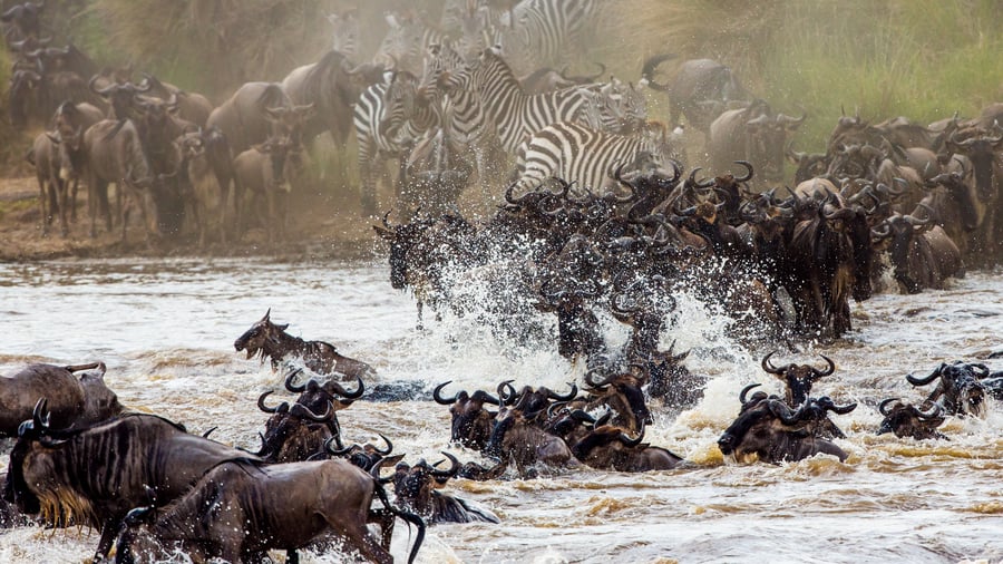 Den store migration over Serengetis savanne