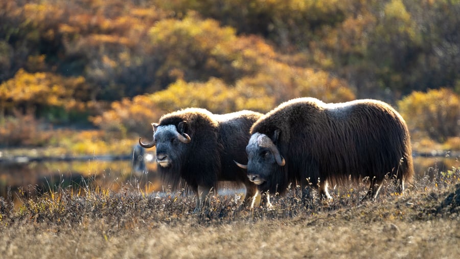 Mäktiga bisonoxar i Alaskas vildmark