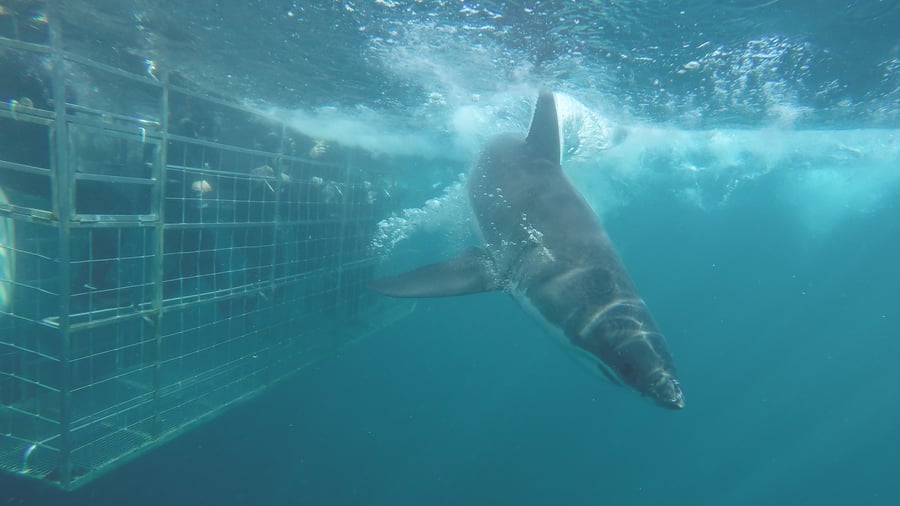 Explore under water in South Africa
