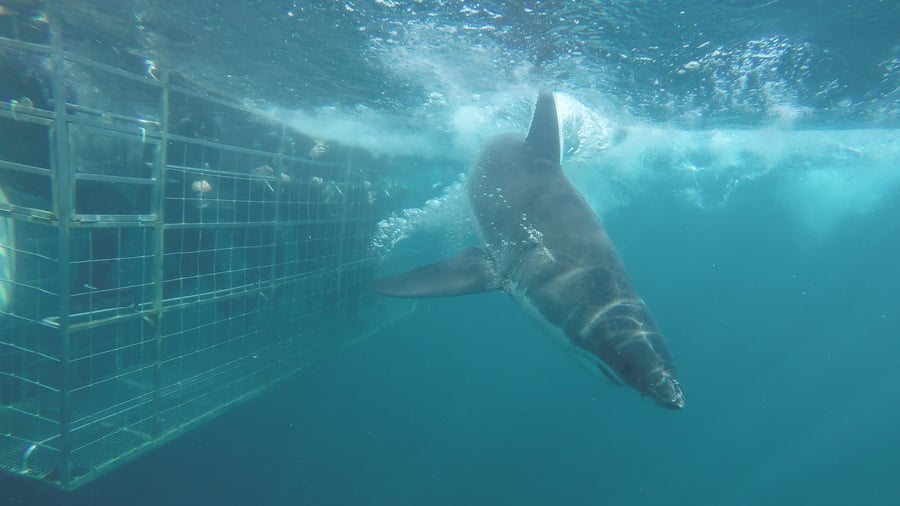Explore under water in South Africa