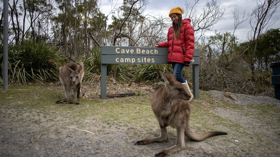 Kenguruer i Booderee National Park i Jervis Bay