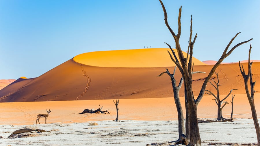 En springbuk i Deadvlei-saltsletten