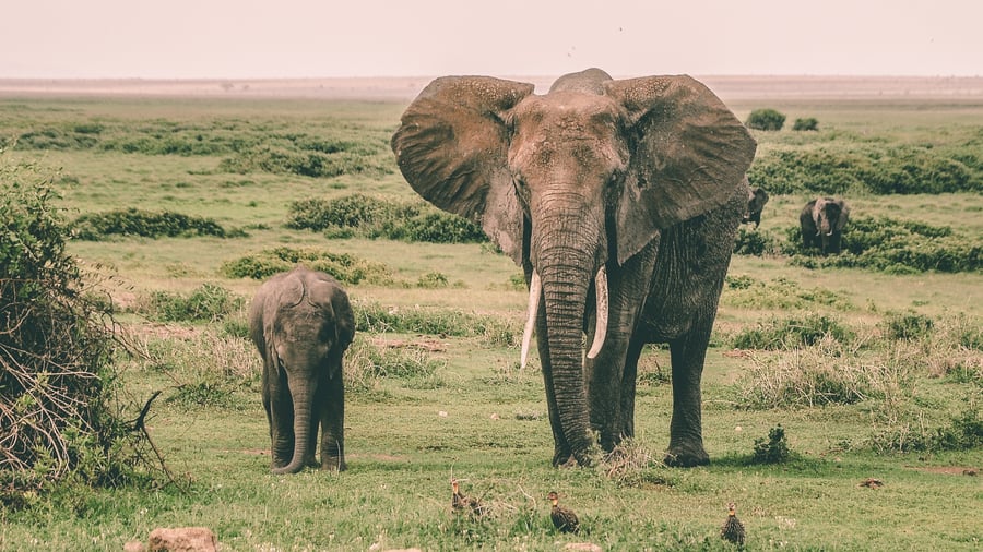 Elephants on the savannah in Kenya