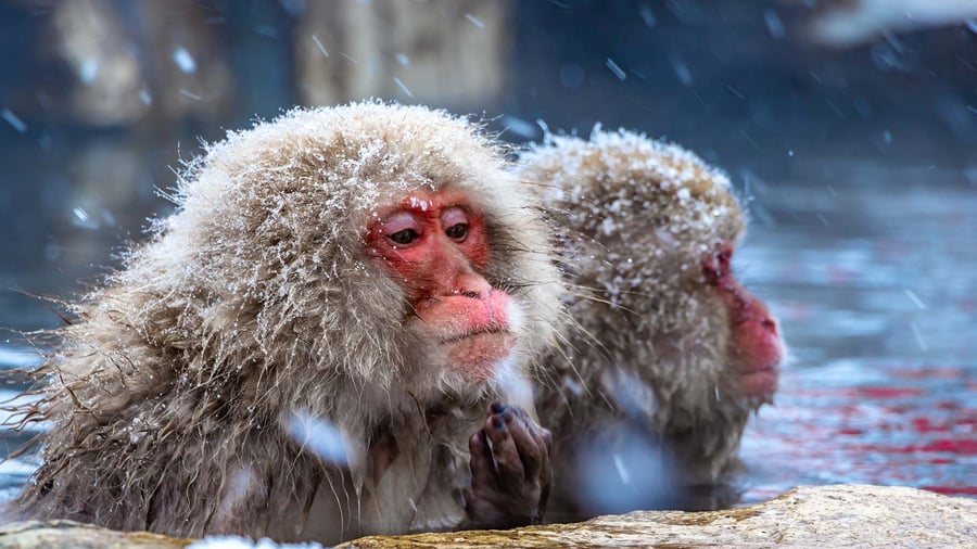 Snow monkeys chillen in de hot springs