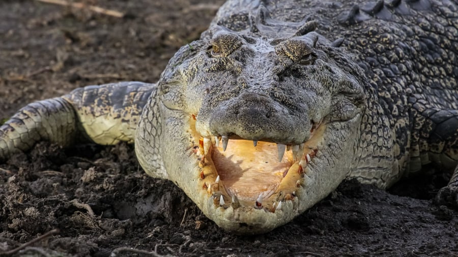 Världens största krokodil i Australiens vildmark