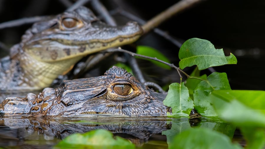 Kaimaner i Tortuguero National Park