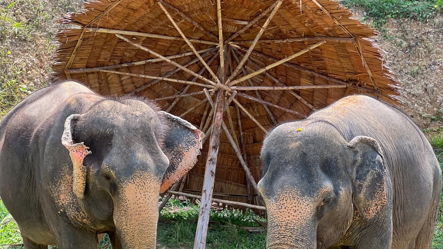 Elephant & Wildlife Rescue Center