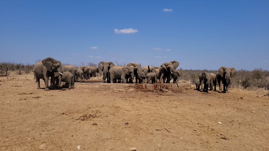 Observe herds of elephants