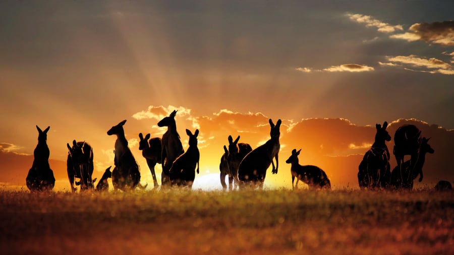 Oplev Kangaroo Island på din kør selv-ferie