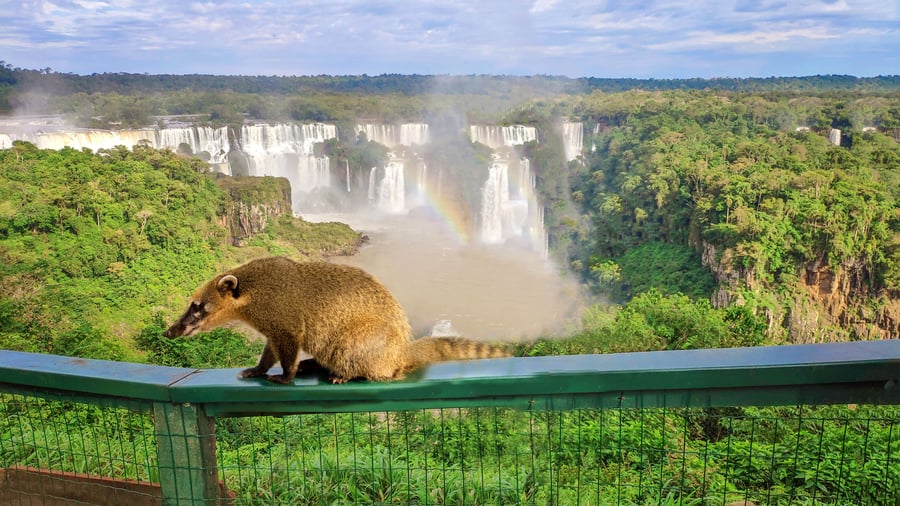 Næsebjørn ved vandfaldene i Iguazu