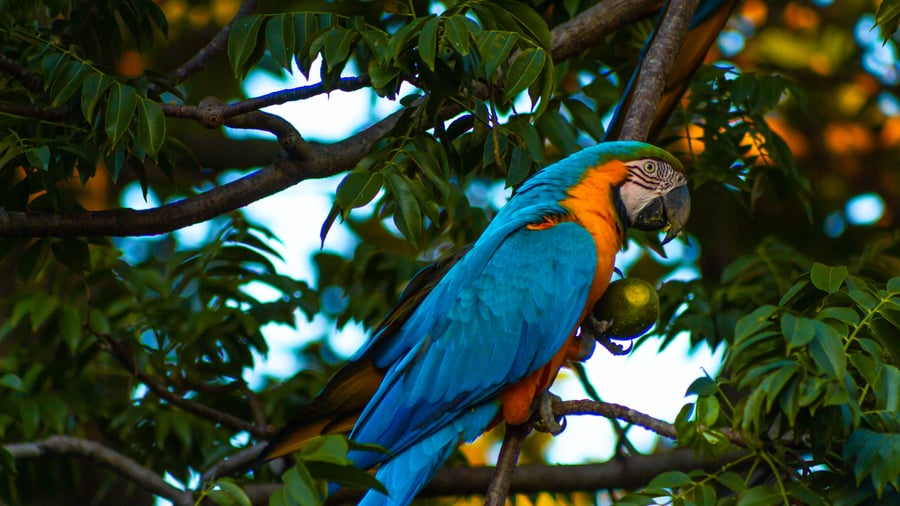 Se färgstarka fåglar i Amazonas regnskog
