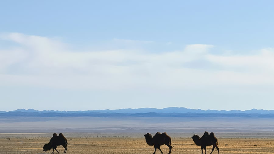 Camels in the dessert in Mongolia