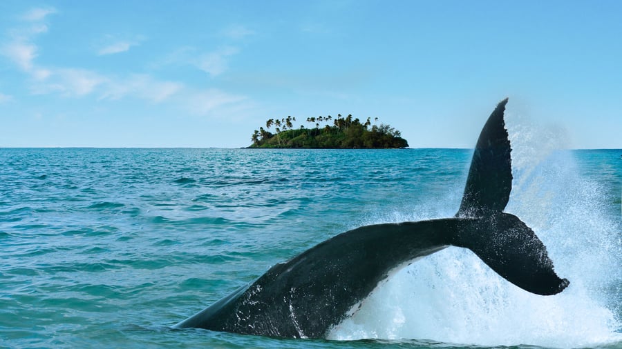 Hold udkig efter de mange hvaler i Stillehavet