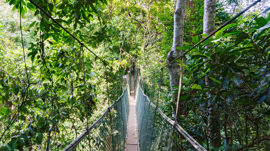 Canopy walk over hængebroer i Taman Negara