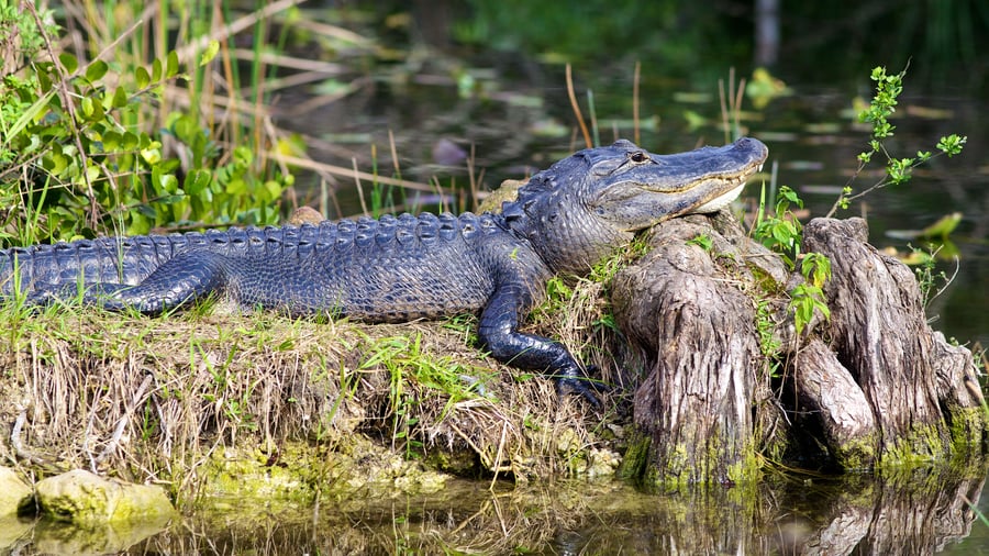En alligator i Everglades, Florida