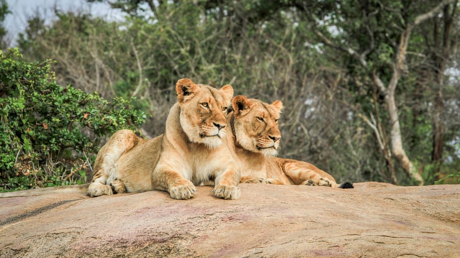 Løver ved Kruger National Park