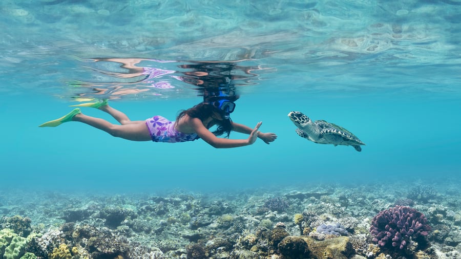 Snorkel med havskildpadder