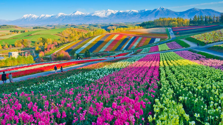 Farverige blomstermarker i Biei på vej til Furano
