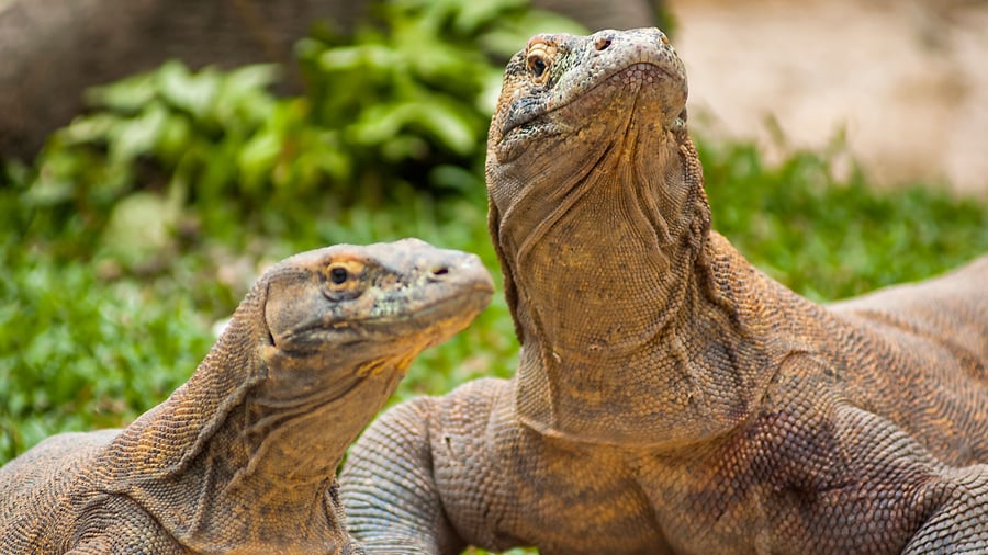Komodovaraner på Komodo Island