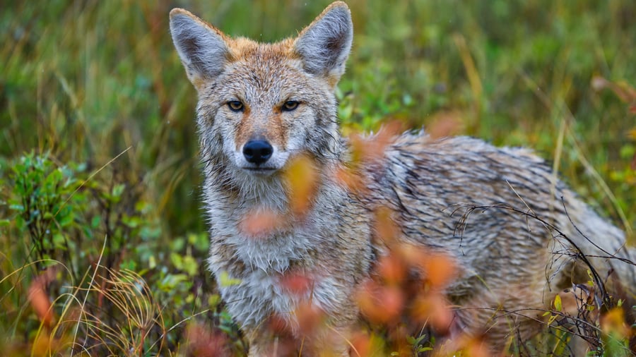 Coyote i sit naturlige miljø