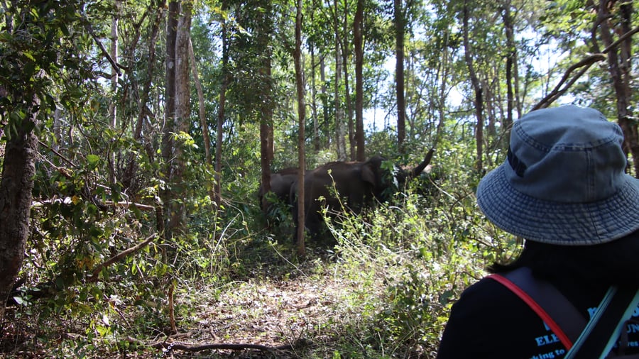 Spot elephants in the wild