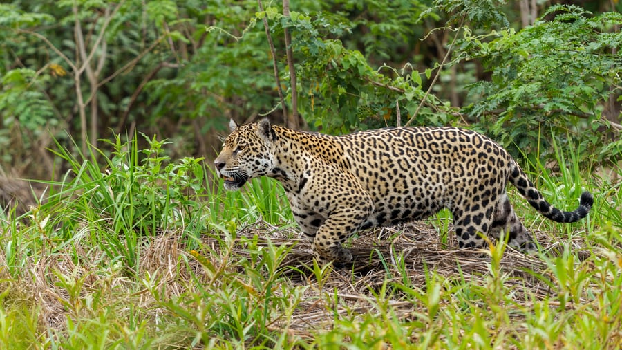 Wildlife spotten