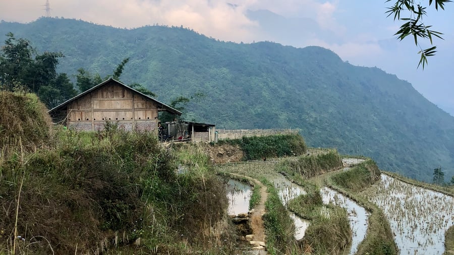 Rice fields in Vietnam