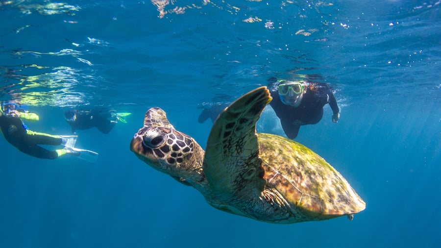 Marine life Australia