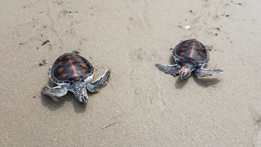Sea turtles on the beach