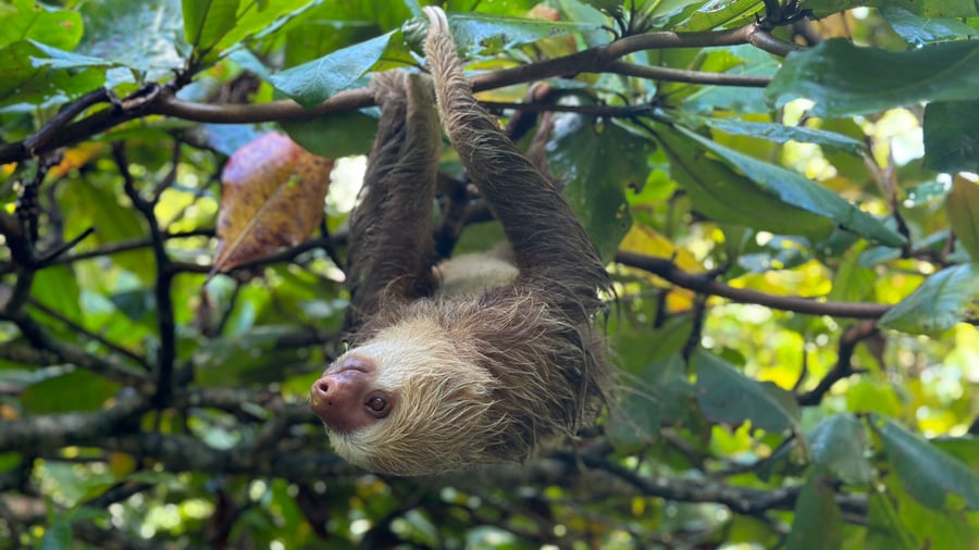 Spot the sloth in the trees. 