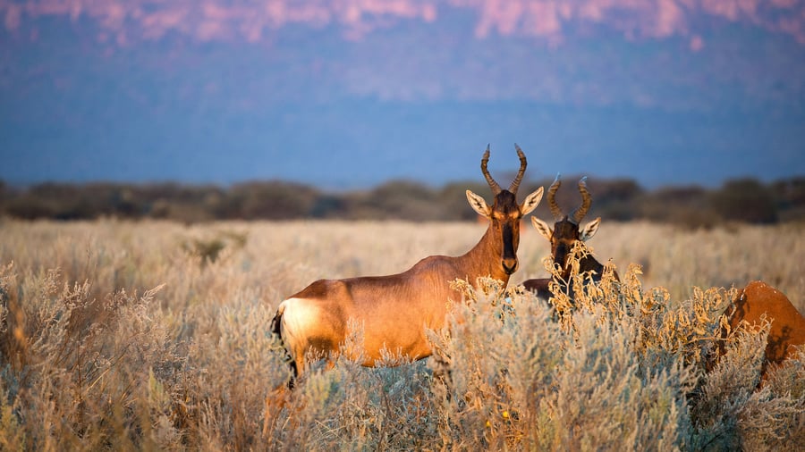 Waterberg parken i Namibia