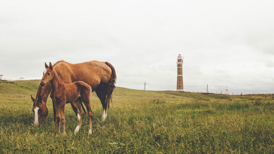 Try horseback riding through the beautiful scenery