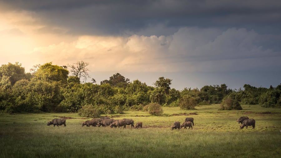 Aberdare National Park i Kenya