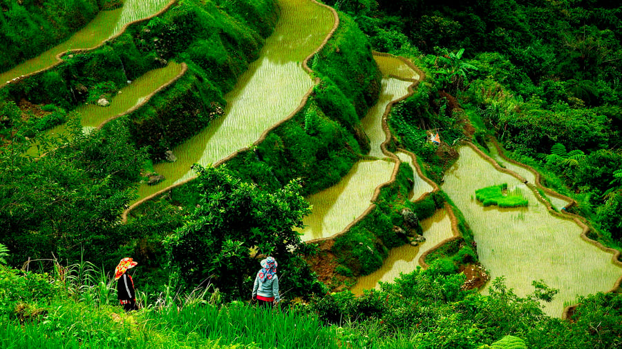 Risterrasser i Banaue