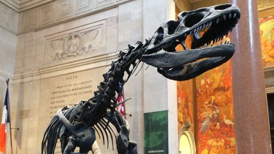 Dinosaur på American Museum