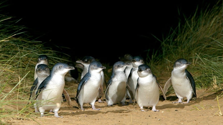Pingviner går i land på Phillip Island