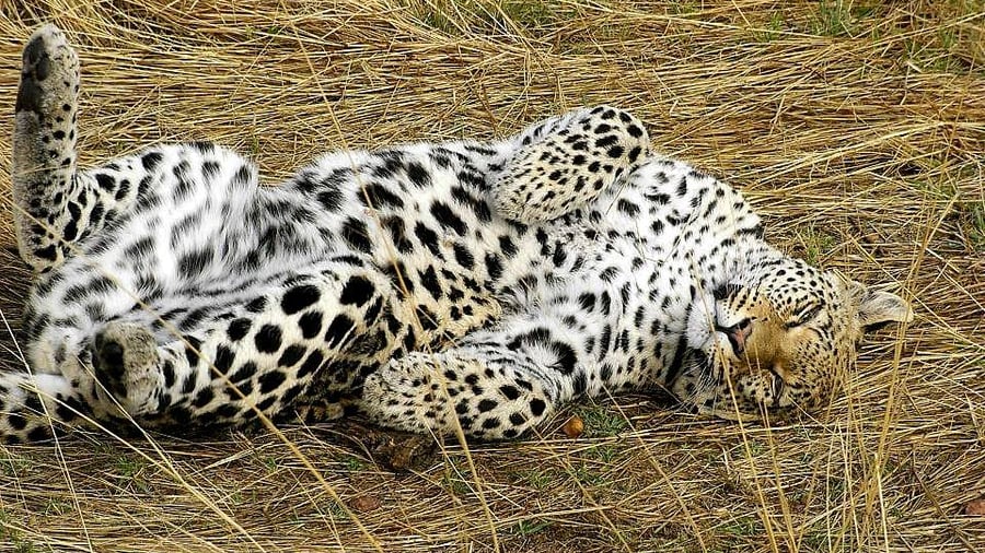 Cheetah