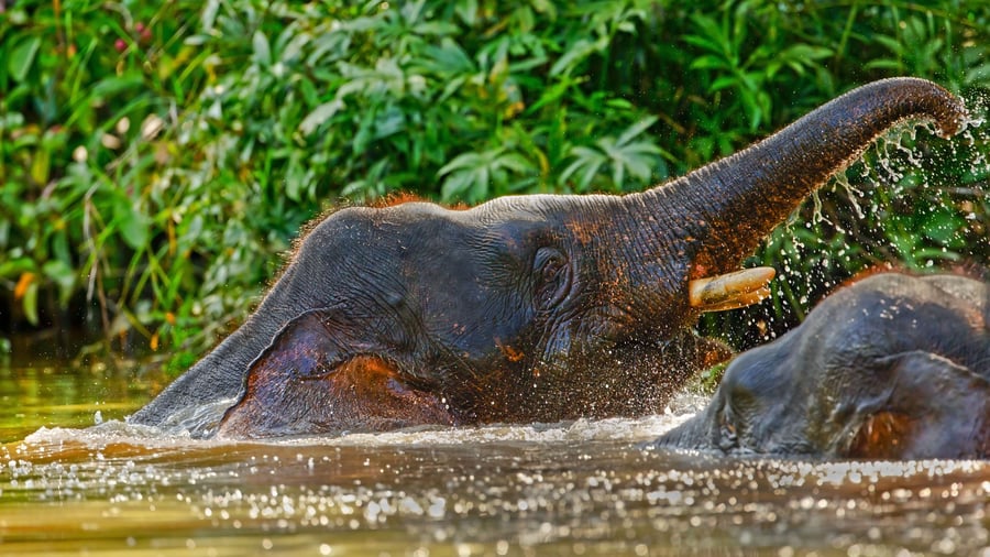 Pygmæelefanter der bader i Kinabatangan-floden
