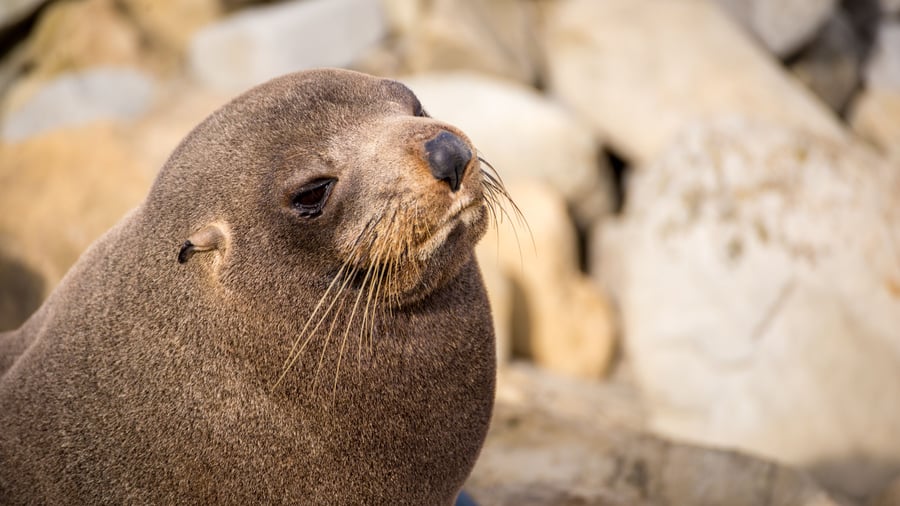 Oplev fjorde og marineliv på New Zealands Sydø
