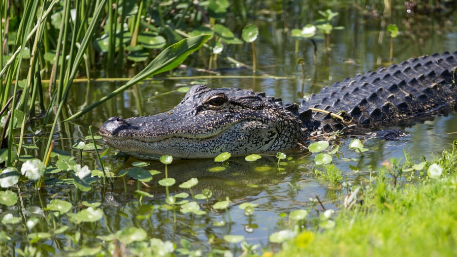 Explore the wild animals of Everglades. 