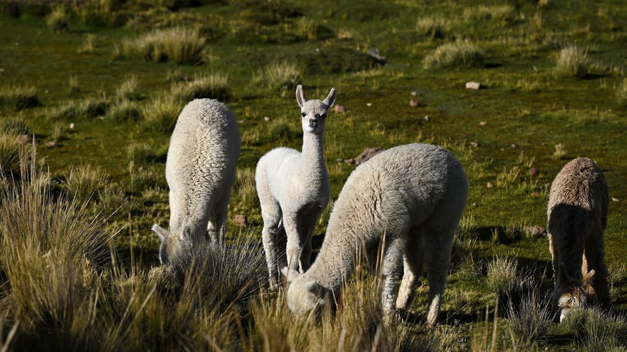 Alpacaer i Arequipa